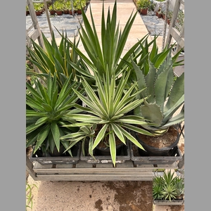 AGAVE OV