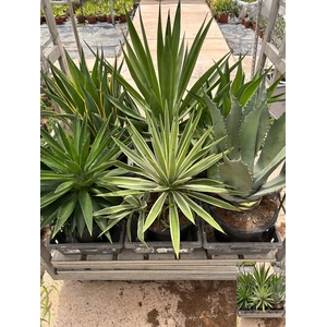 AGAVE OV