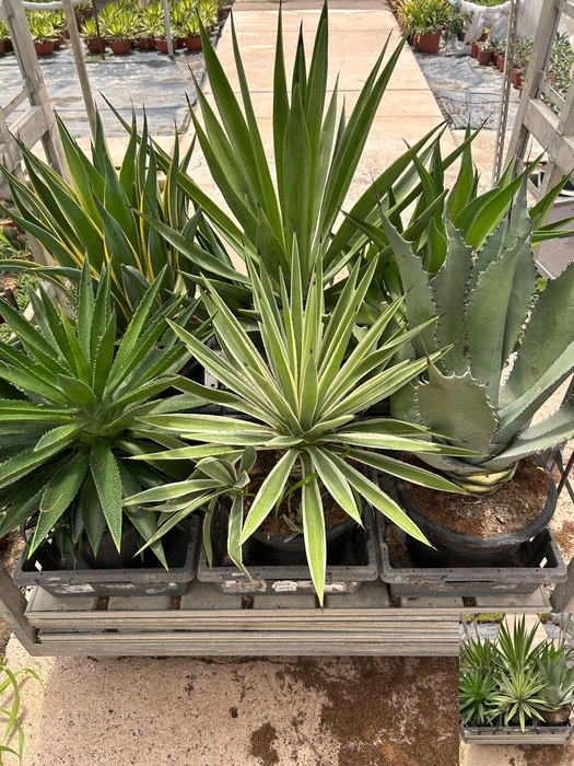 <h4>AGAVE OV</h4>