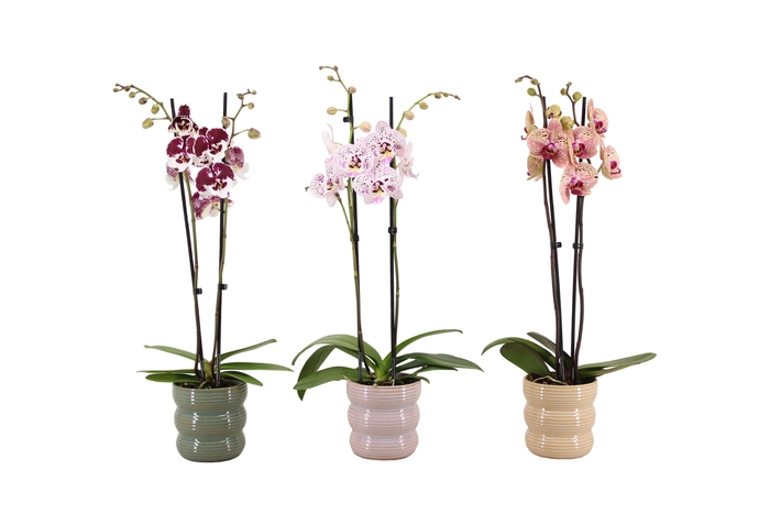 <h4>Liam Mix Phal Mix 2T14+</h4>