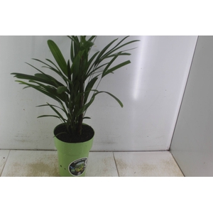 PALMEIRA RAPHIS P17