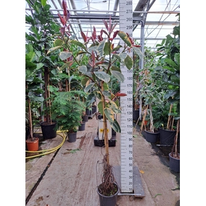 Ficus elastica 'Belize'