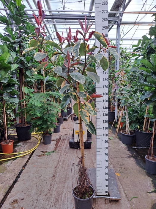 <h4>Ficus elastica 'Belize'</h4>