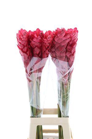 <h4>Alpinia purpurata</h4>