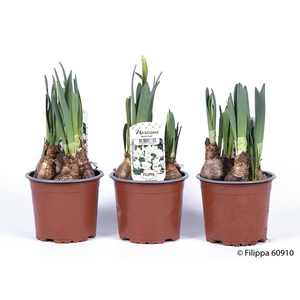 NARCISSUS INCOMPARABILIS