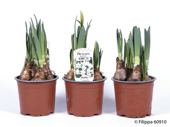 <h4>NARCISSUS INCOMPARABILIS</h4>