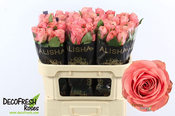 <h4>R Gr Feruza</h4>