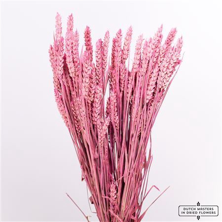 <h4>Dried Triticum X5 Cerise Bunch</h4>