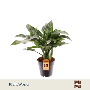 Aglaonema Maria