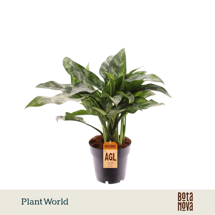 <h4>Aglaonema Maria</h4>