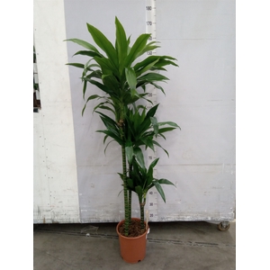 Dracaena frag. 'Janet Craig'