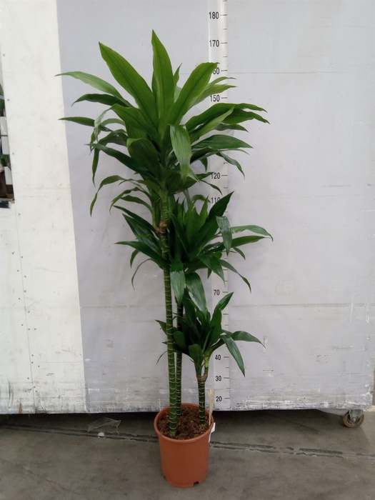 <h4>Dracaena frag. 'Janet Craig'</h4>