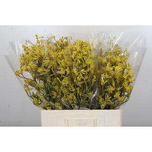 Anigozanthos Bush Down