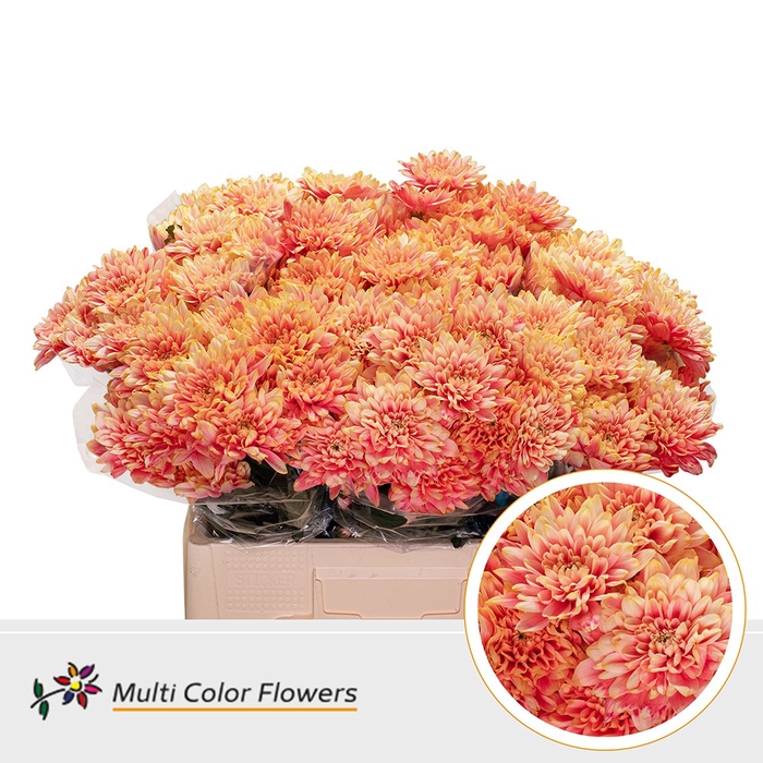 <h4>Chr T Baltica Sunset</h4>