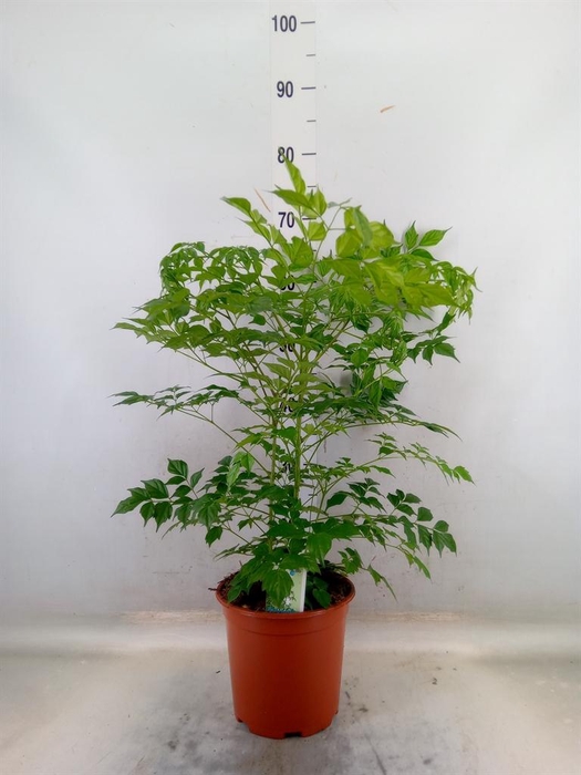 <h4>Radermachera sinica</h4>