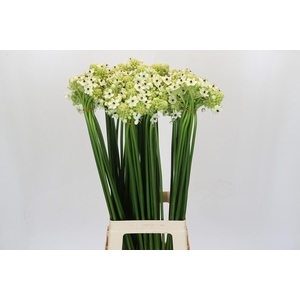 Ornithogalum Saundersiae