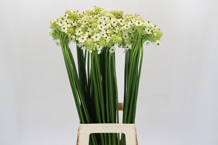 <h4>Ornithogalum Saundersiae</h4>