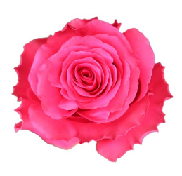 <h4>R Gr Full Monty Hot Pink 40cm EC</h4>