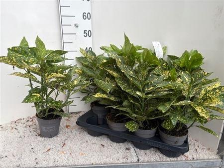 <h4>Aucuba J Variegata</h4>