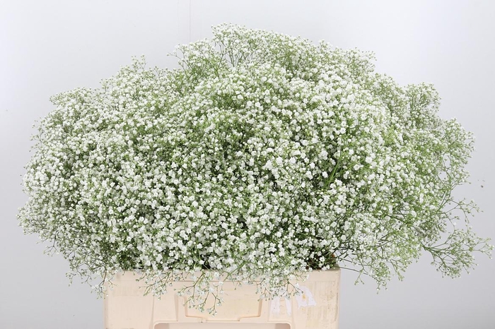 <h4>Gyps Pa Zi Discovery 60 15</h4>