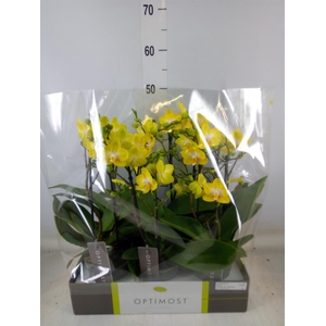 Phalaenopsis multi. 'Ant Arezzo'