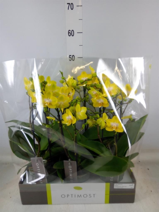 <h4>Phalaenopsis multi. 'Ant Arezzo'</h4>