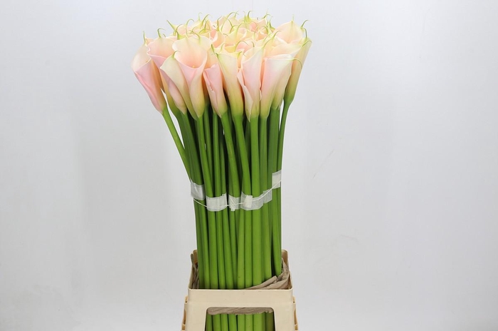 Zantedeschia Eydolls Salmon