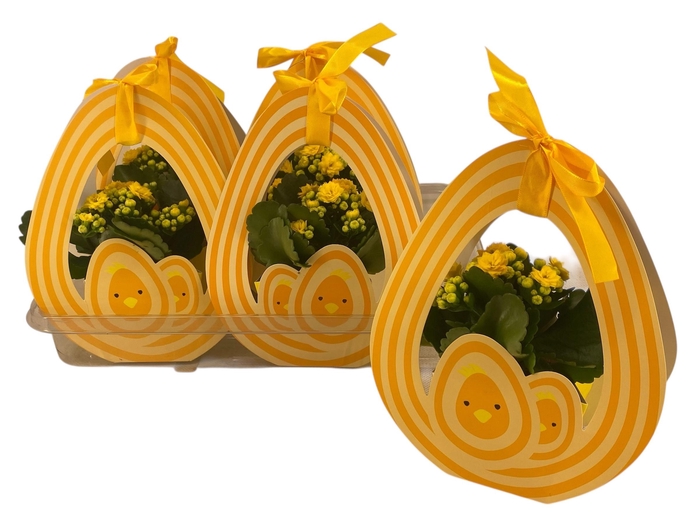 <h4>KAL GE PERFECTA YELL</h4>