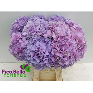 Hydrangea royal benefit