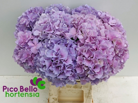 <h4>Hydrangea royal benefit</h4>