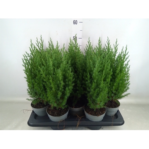Juniperus chinensis 'Stricta'
