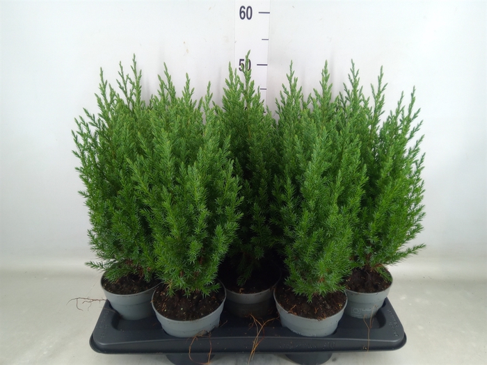 <h4>Juniperus chinensis 'Stricta'</h4>