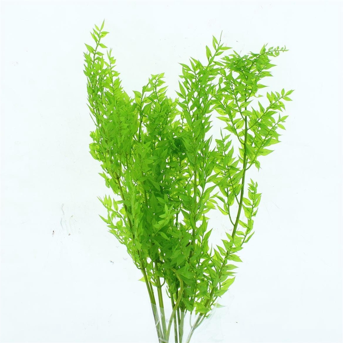 <h4>Pres Ruscus Soft Bleached Apple Green Per Stem</h4>