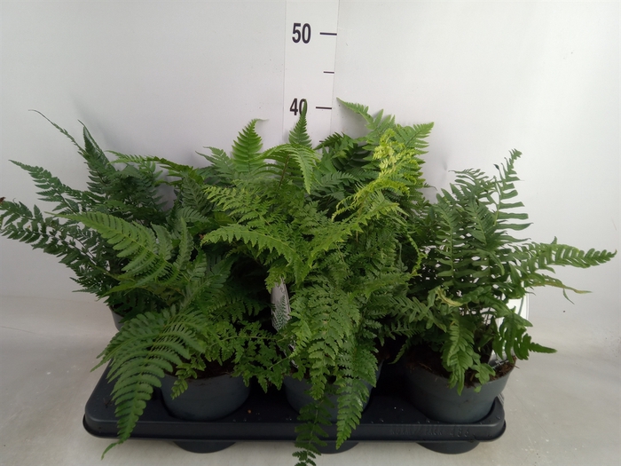 <h4>Ferns   ...mix</h4>