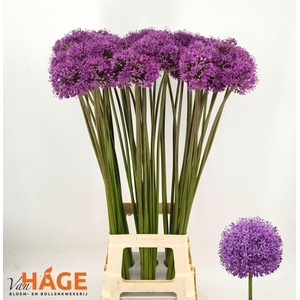 ALLIUM GLADIATOR