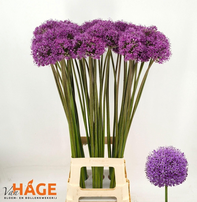 <h4>ALLIUM GLADIATOR</h4>