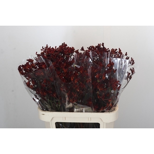 ANIGOZ BUSH RUBY