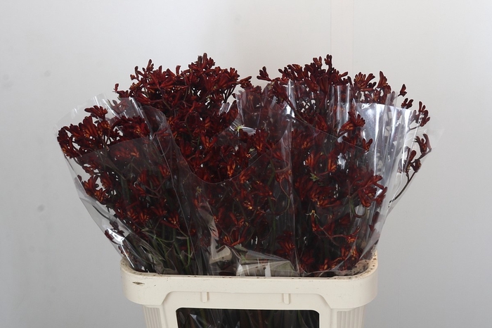 <h4>ANIGOZ BUSH RUBY</h4>