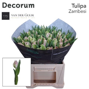 TU PA ZAMBESI 1x50 VDG klok 1