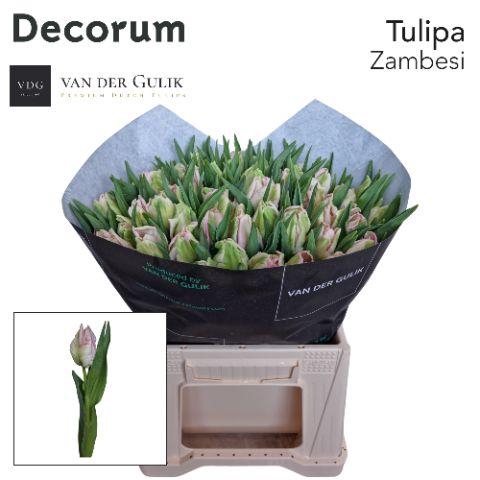 <h4>Tu Pa Zambesi 1x50 Vdg Klok 1</h4>