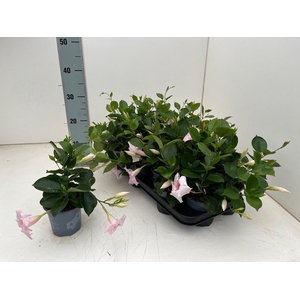 MANDE DI TOURMA PINK