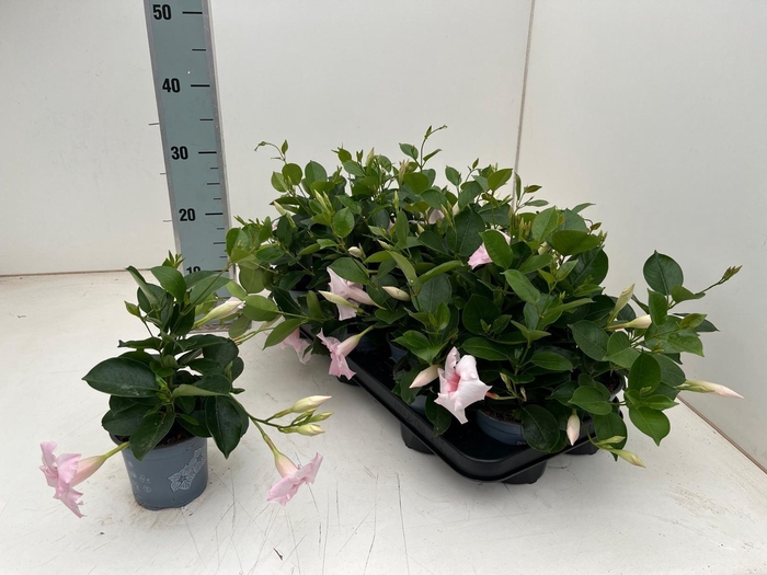 <h4>MANDE DI TOURMA PINK</h4>