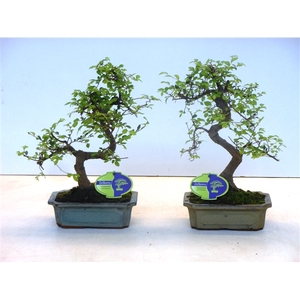 Zelkova parvifolia, 20cm., shape, without driptray