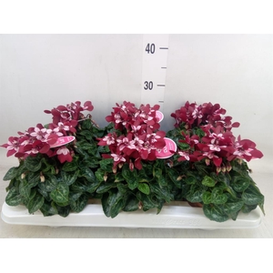 Cyclamen KL 'Djix'