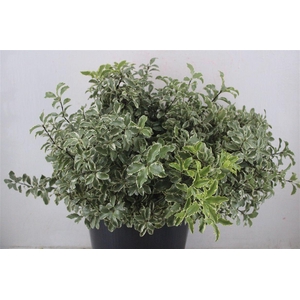 Pitto Nigra 150gr P Bunch