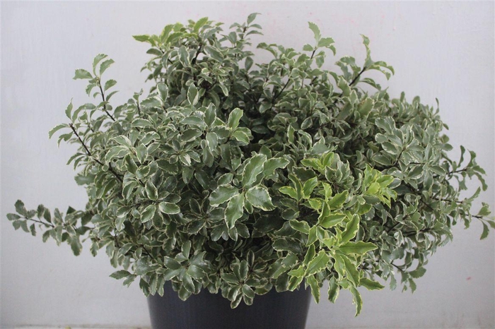 <h4>Pitto Nigra 150gr P Bunch</h4>