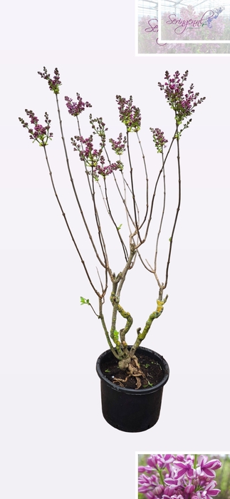 <h4>SYRI V SENSATION</h4>