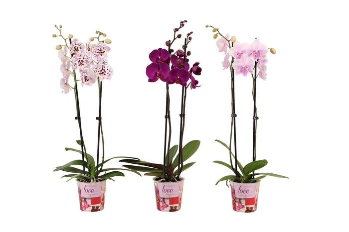 <h4>Potcover I Love You Phal Mix 2T18+</h4>
