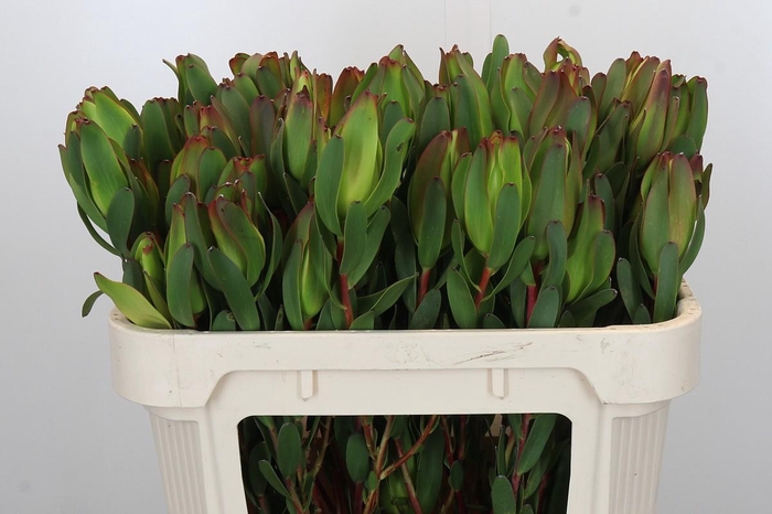 <h4>Leucadendron Laurel Yellow Spray</h4>