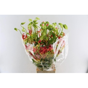 Gloriosa Southern Wind Japan